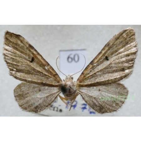 Eupithecia absinthiata (Clerck, 1759) Czech60